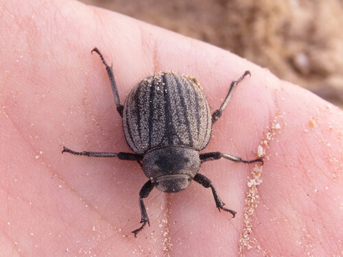 Pimelia lutaria