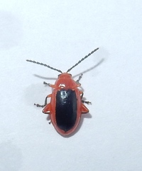Disonycha discoidea