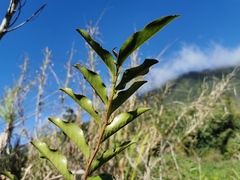 Aphloia theiformis
