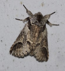 Antithemerastis acrobela