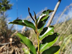 Aphloia theiformis
