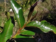 Aphloia theiformis