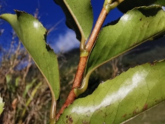 Aphloia theiformis