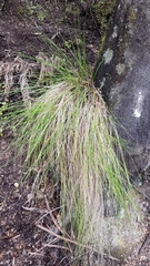 Poa cita