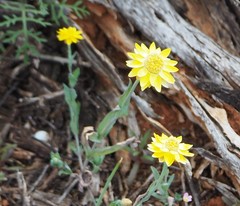 Rhodanthe polygalifolia