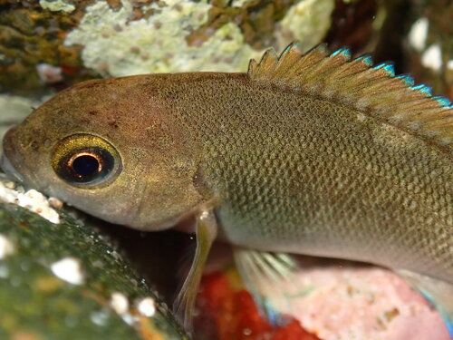 Opaaloogvis (Girella nigricans) — Kyphosidae — 4