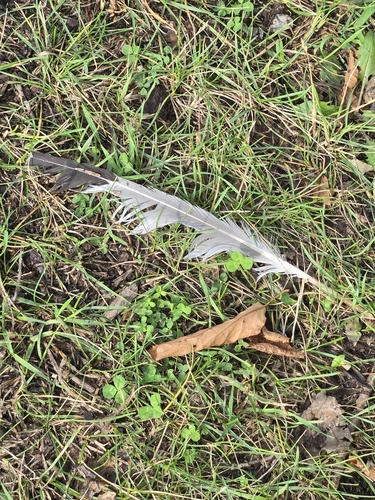 Plume de Mouette de Franklin