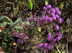 Vernonanthura serratuloides