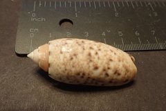 Oliva mantichora