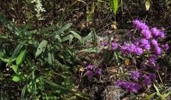 Vernonanthura serratuloides