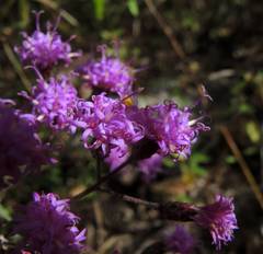 Vernonanthura serratuloides