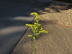 Solidago nemoralis decemflora