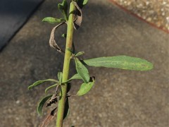 Solidago nemoralis decemflora