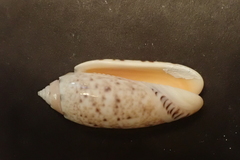 Oliva mantichora