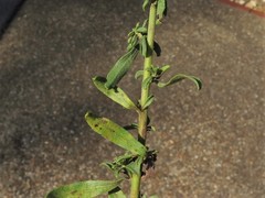 Solidago nemoralis decemflora