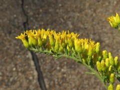Solidago nemoralis decemflora