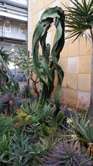 Euphorbia abyssinica