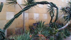 Euphorbia abyssinica