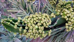 Euphorbia abyssinica