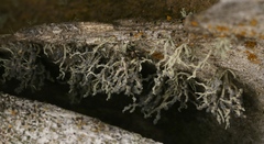 Niebla cephalota