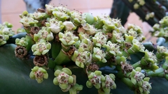 Euphorbia abyssinica