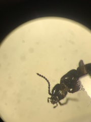 Lathrobium sparsellum