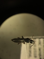 Lathrobium sparsellum