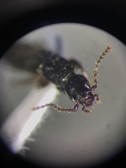 Lathrobium sparsellum