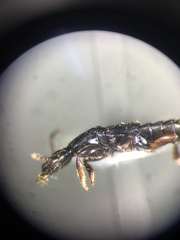 Lathrobium sparsellum