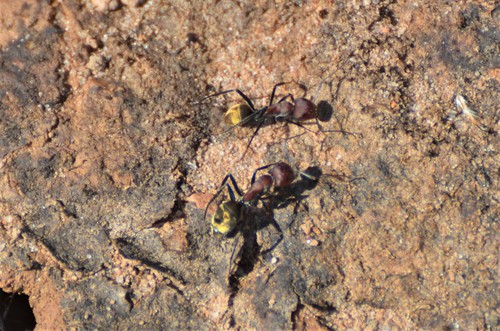 Camponotus vestitus bombycinusCamponotus vestitus bombycinus