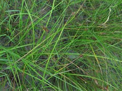 Rhynchospora gracilenta