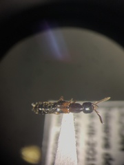 Atrecus macrocephalus