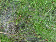 Rhynchospora gracilenta