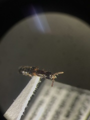 Atrecus macrocephalus