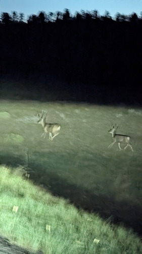 iNaturalist observation 2025-08-08