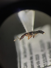 Atrecus macrocephalus