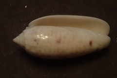 Oliva atalina