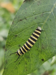 Danaus plexippus portoricensis