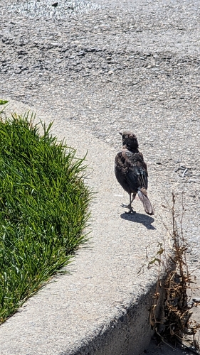 iNaturalist observation 2025-08-08