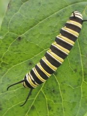 Danaus plexippus portoricensis