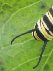 Danaus plexippus portoricensis