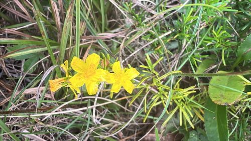 Sandhill St. Johnswort (Hypericum lloydii)