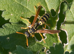 Polistes
