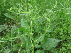 Rumex maritimus