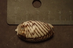 Oliva bulbosa
