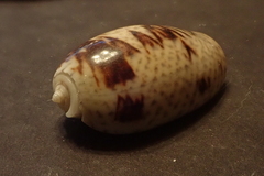 Oliva bulbosa