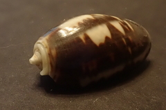 Oliva bulbosa