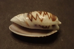 Oliva bulbosa