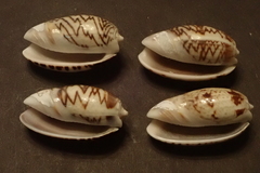 Oliva bulbosa