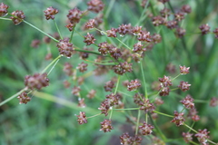 Juncus microcephalus